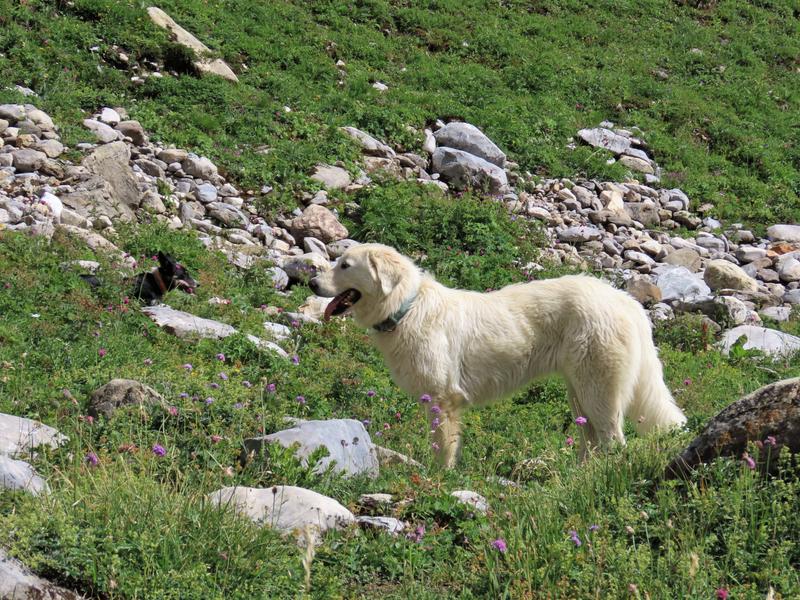 Patou chien de protection dans les alpages