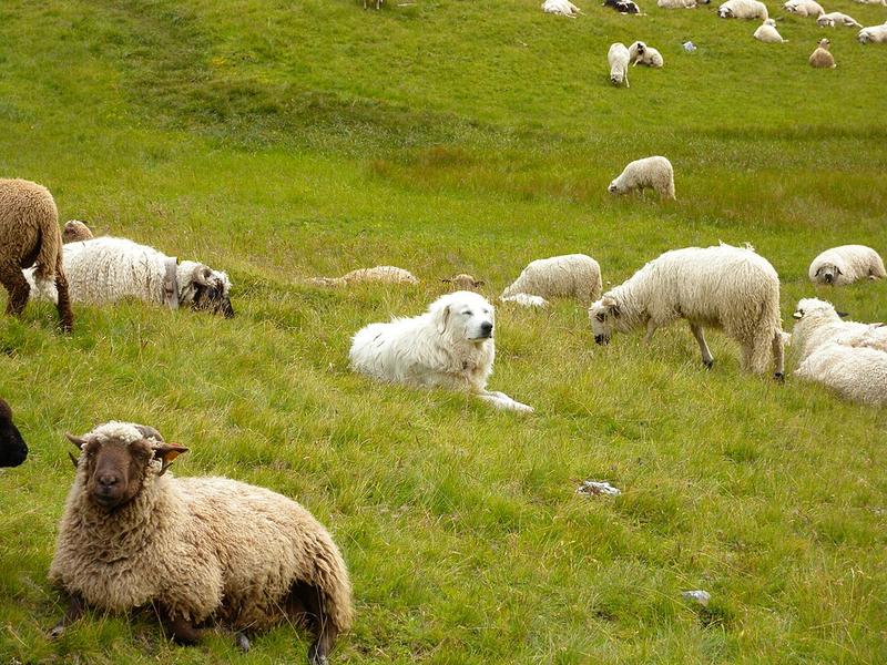 Patou au milieu des moutons en montagne