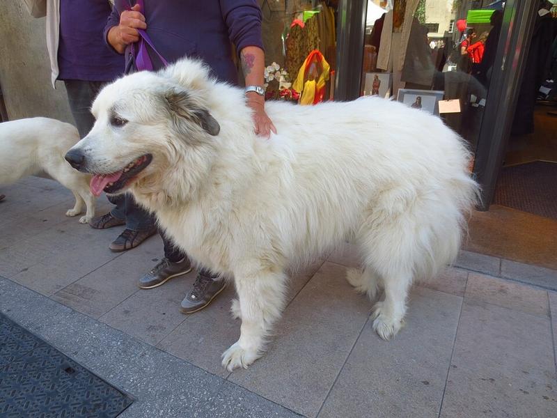 Portrait d'un patou, chien de montagne des Pyrénées