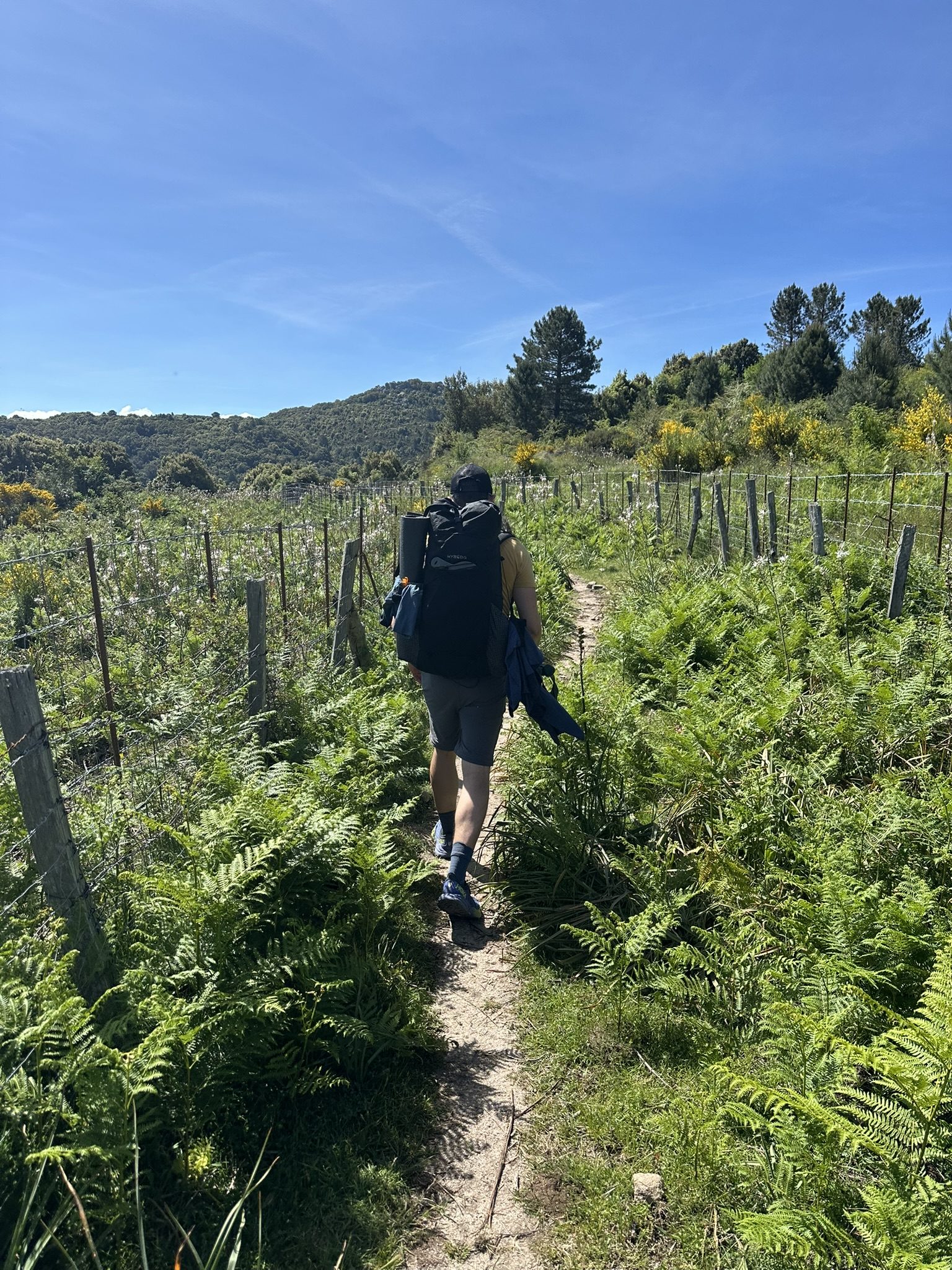 Randonneur sur un sentier bordé de fougères en Corse