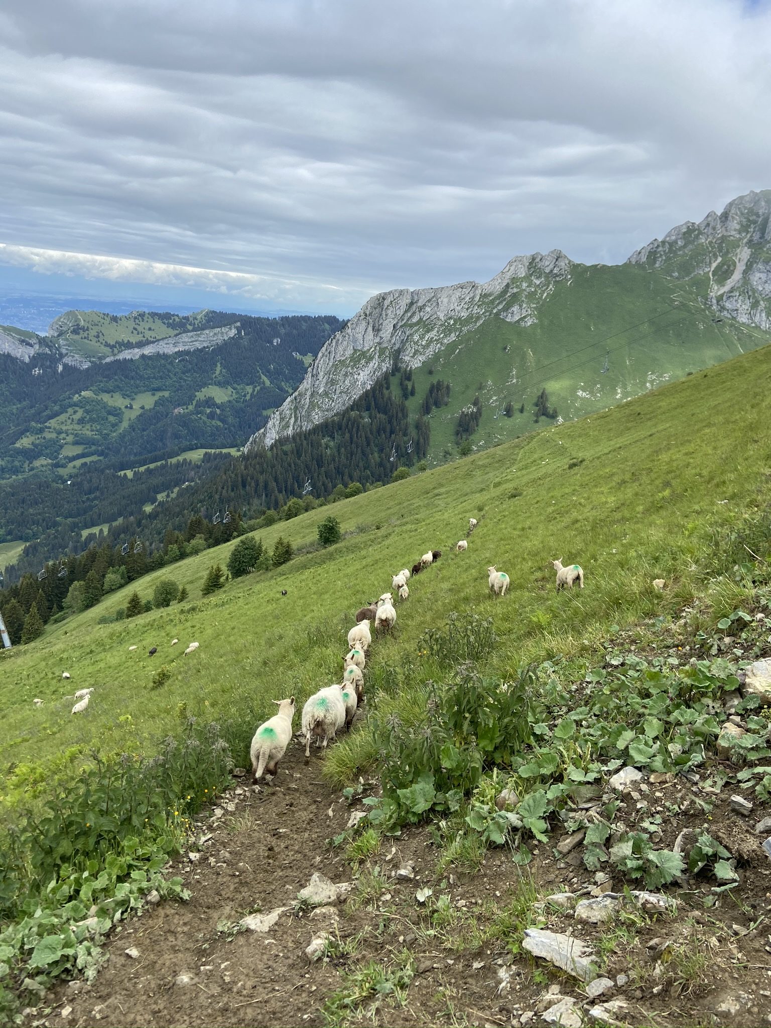 Moutons sur un alpage de montagne