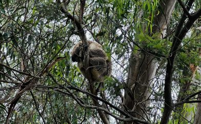 koala-dort