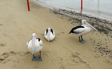 pelicans